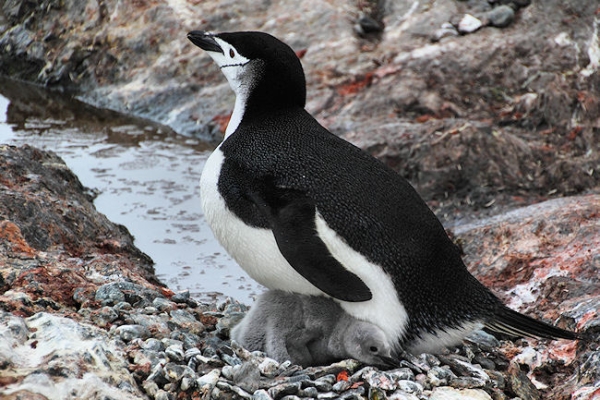 Day14_ElephIs_PtWild_5596 (1).jpg - Chinstrap Penguin with Chick, Point Wild, Elephant Island, South Shetlands